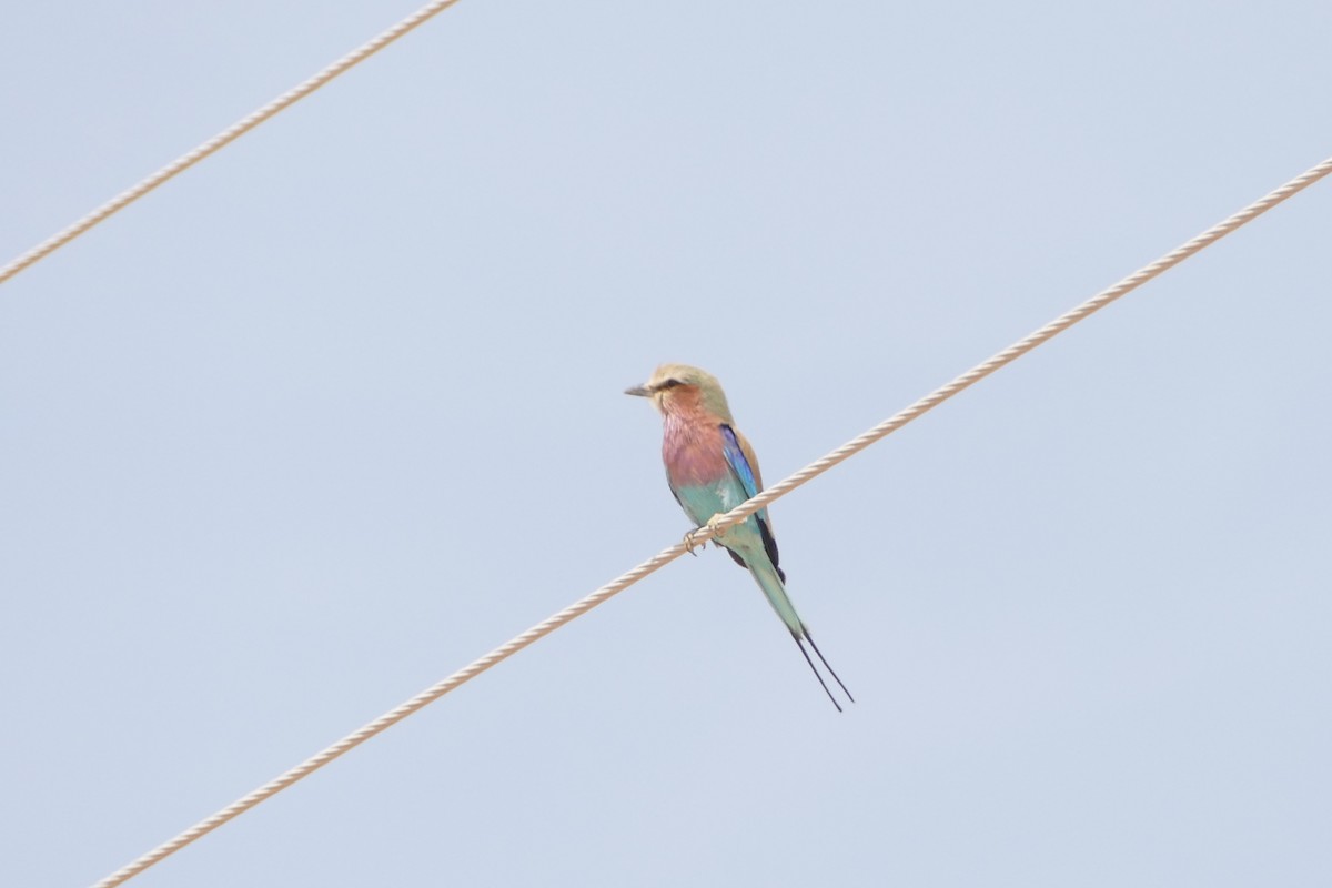 Lilac-breasted Roller - ML643753683