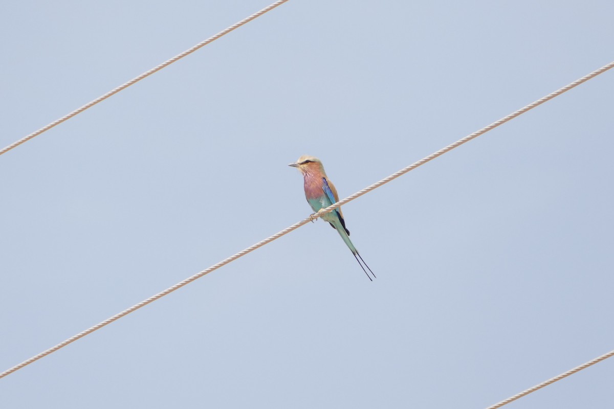 Lilac-breasted Roller - ML643753684