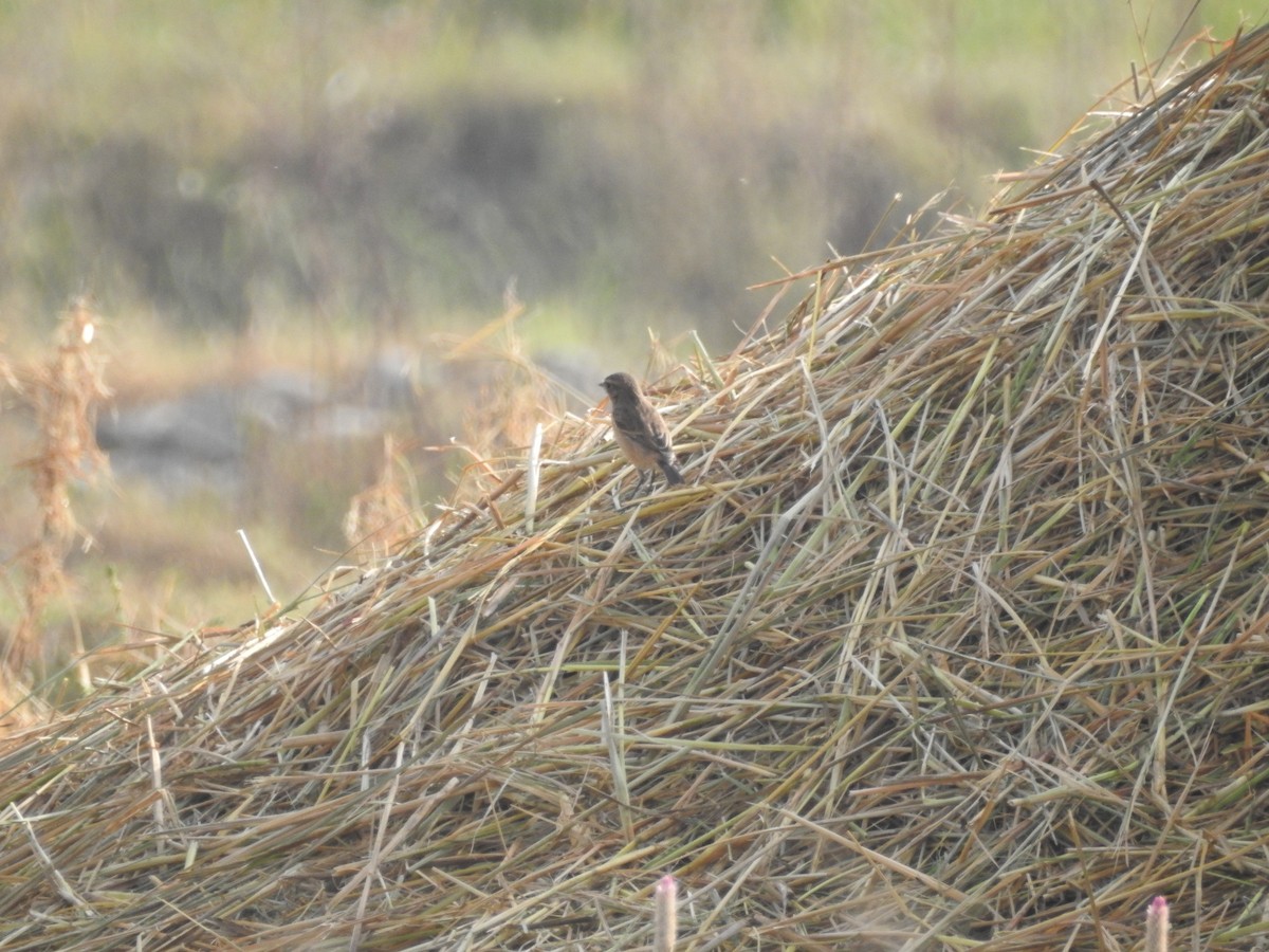 Siberian Stonechat - ML643753693