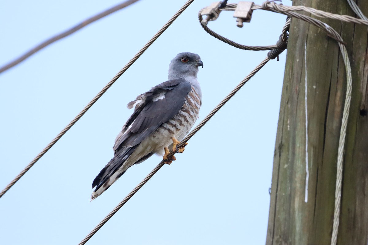 African Cuckoo-Hawk - ML643753696