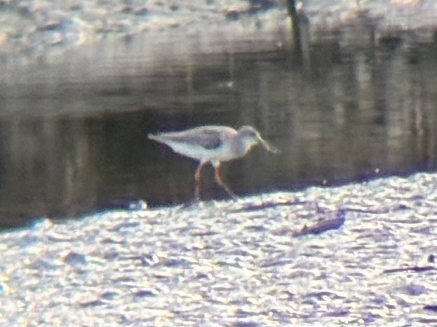 Kuliska (Tringa) sp. - ML643753717