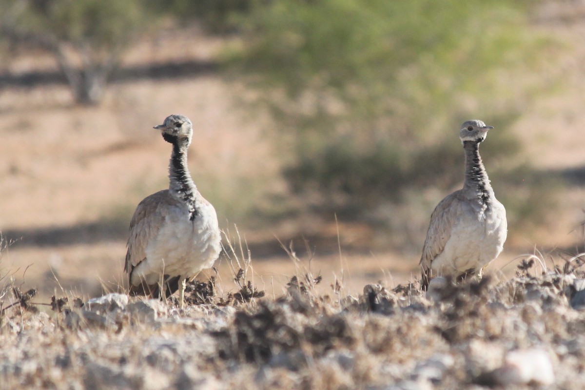 Rüppell's Bustard - ML643753721