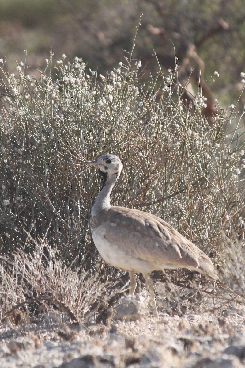 Rüppell's Bustard - ML643753722