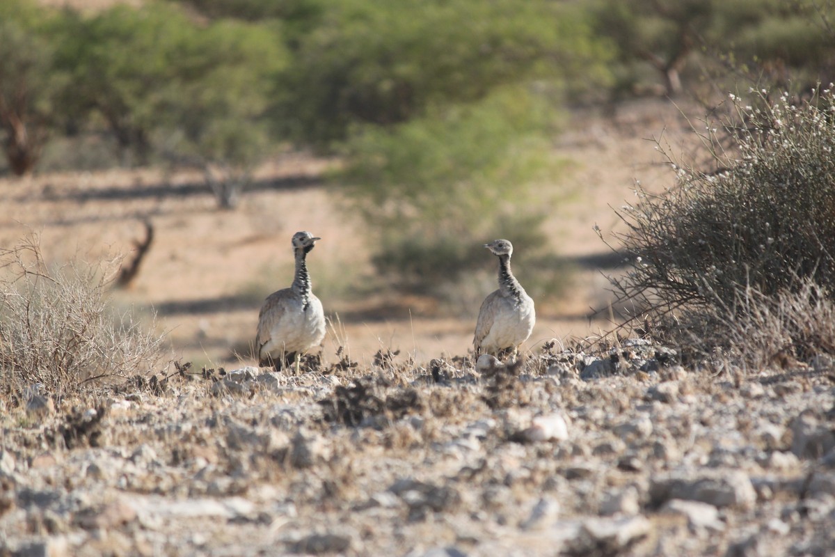 Rüppell's Bustard - ML643753725