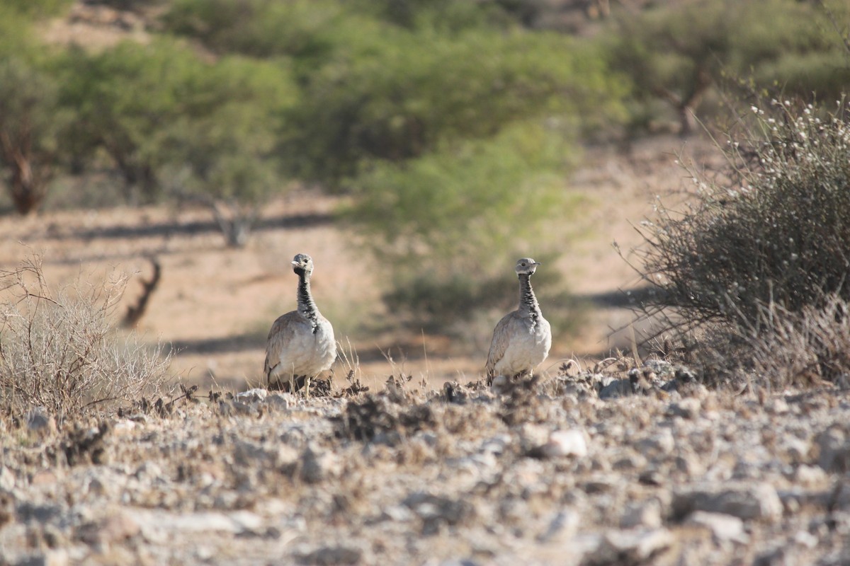 Rüppell's Bustard - ML643753726