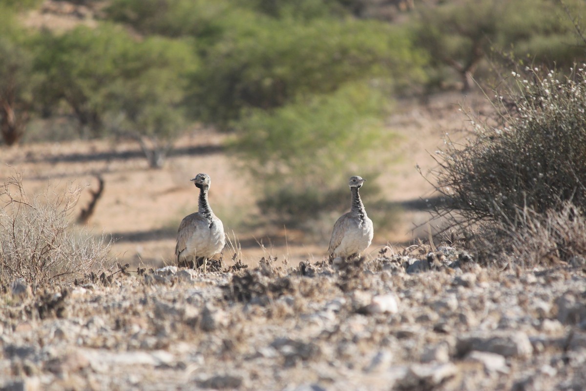 Rüppell's Bustard - ML643753727