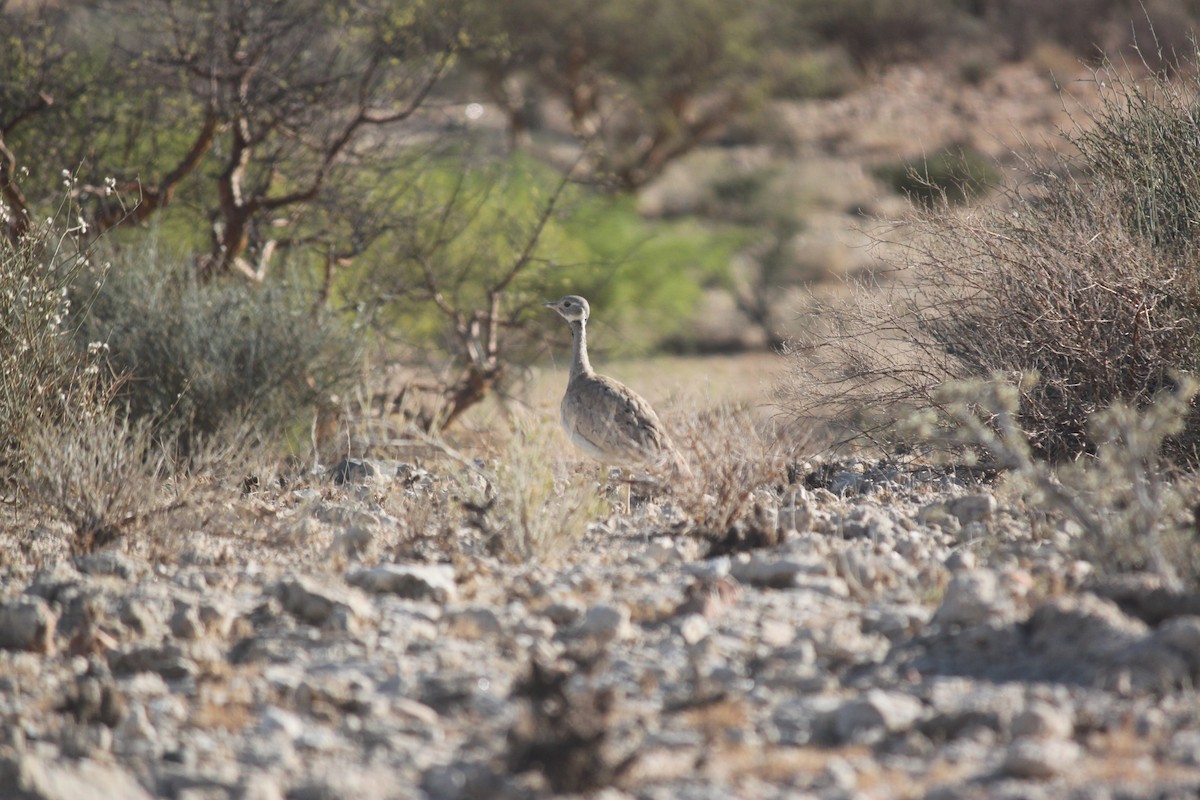 Rüppell's Bustard - ML643753729