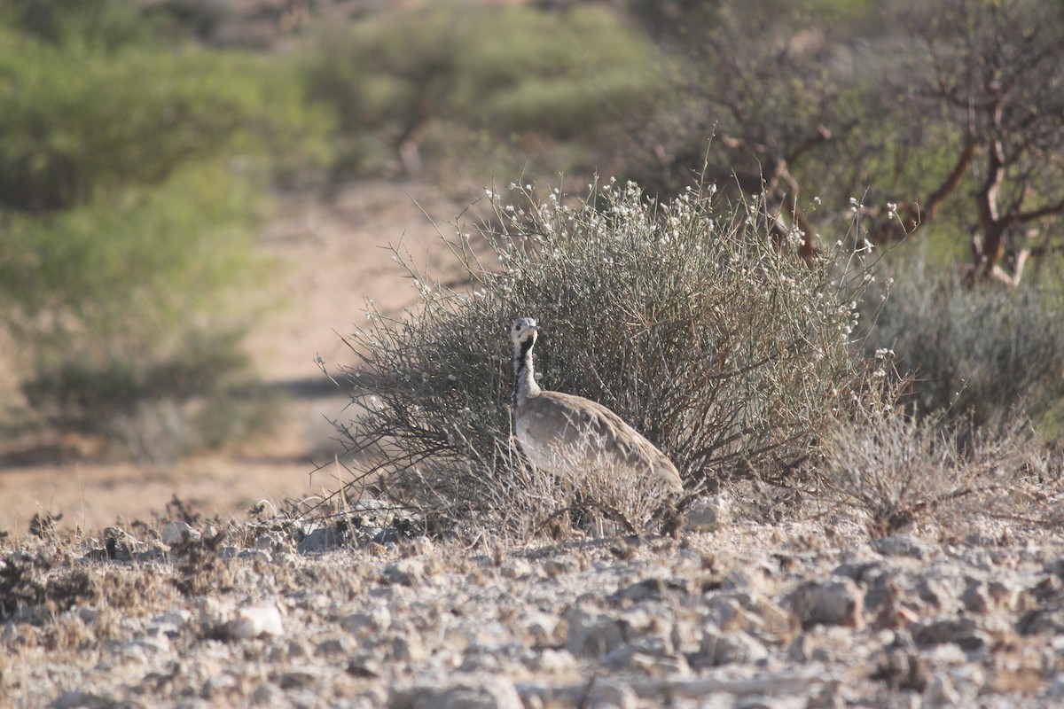 Rüppell's Bustard - ML643753730