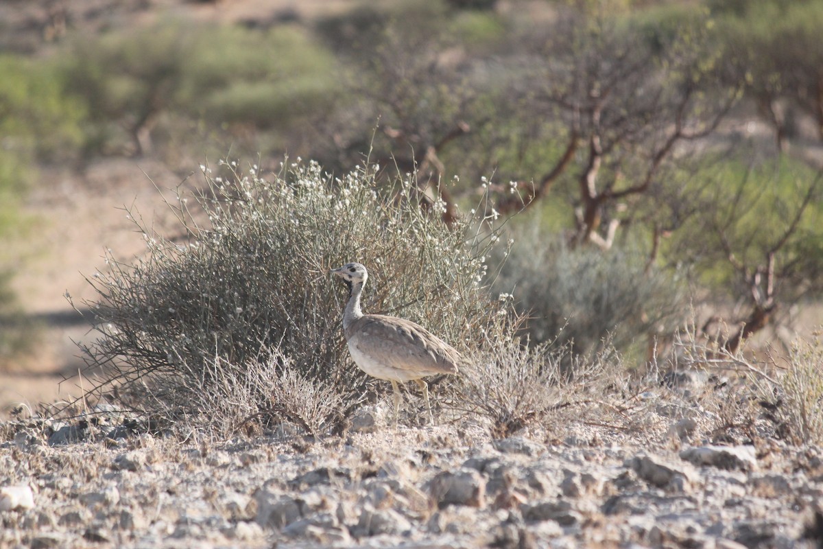 Rüppell's Bustard - ML643753731