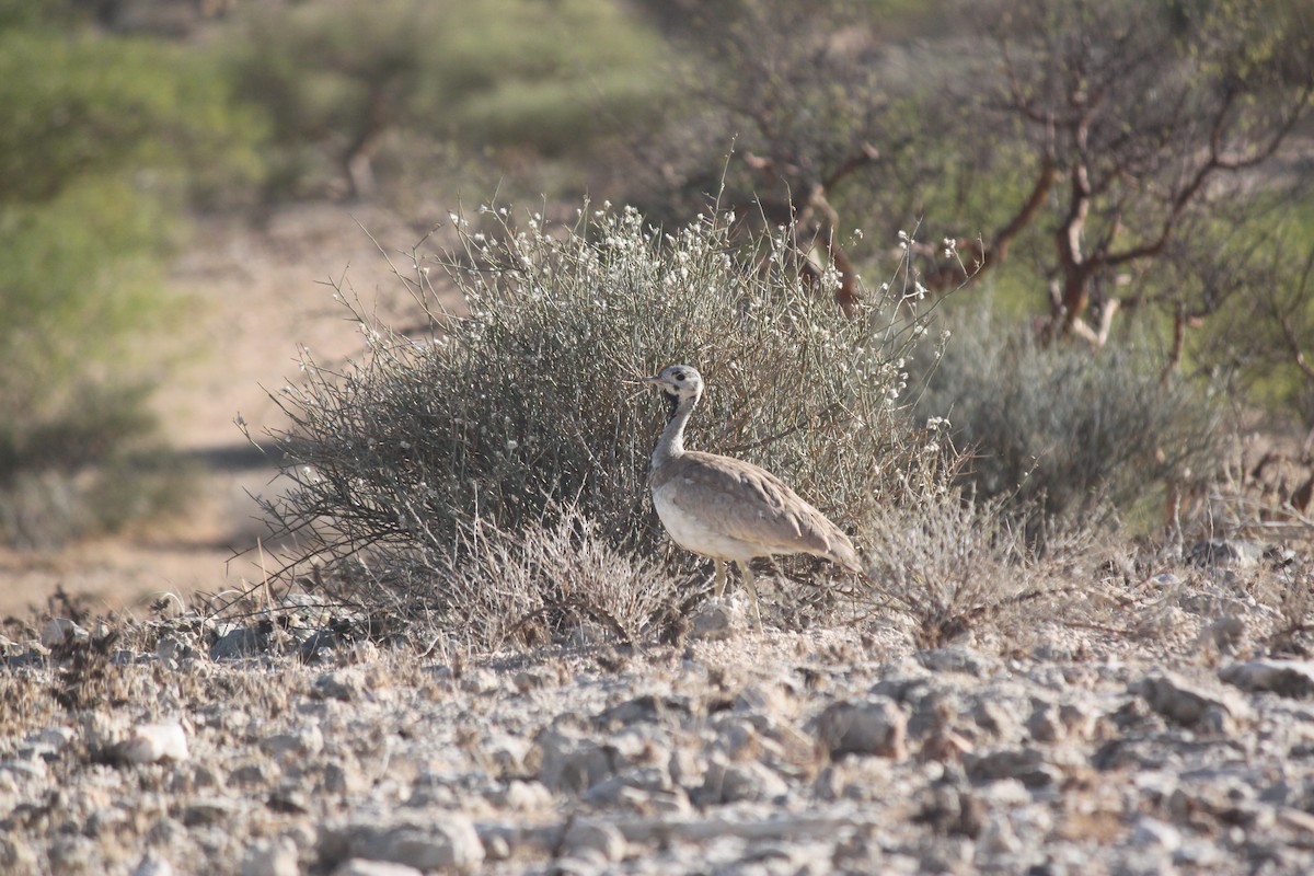 Rüppell's Bustard - ML643753732