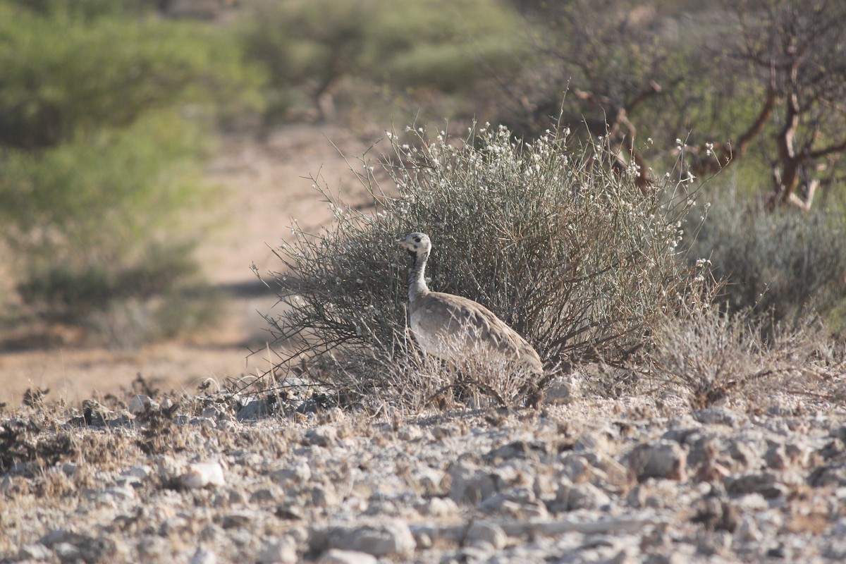 Rüppell's Bustard - ML643753733