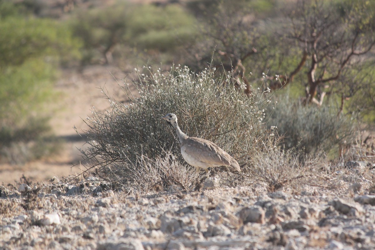 Rüppell's Bustard - ML643753734