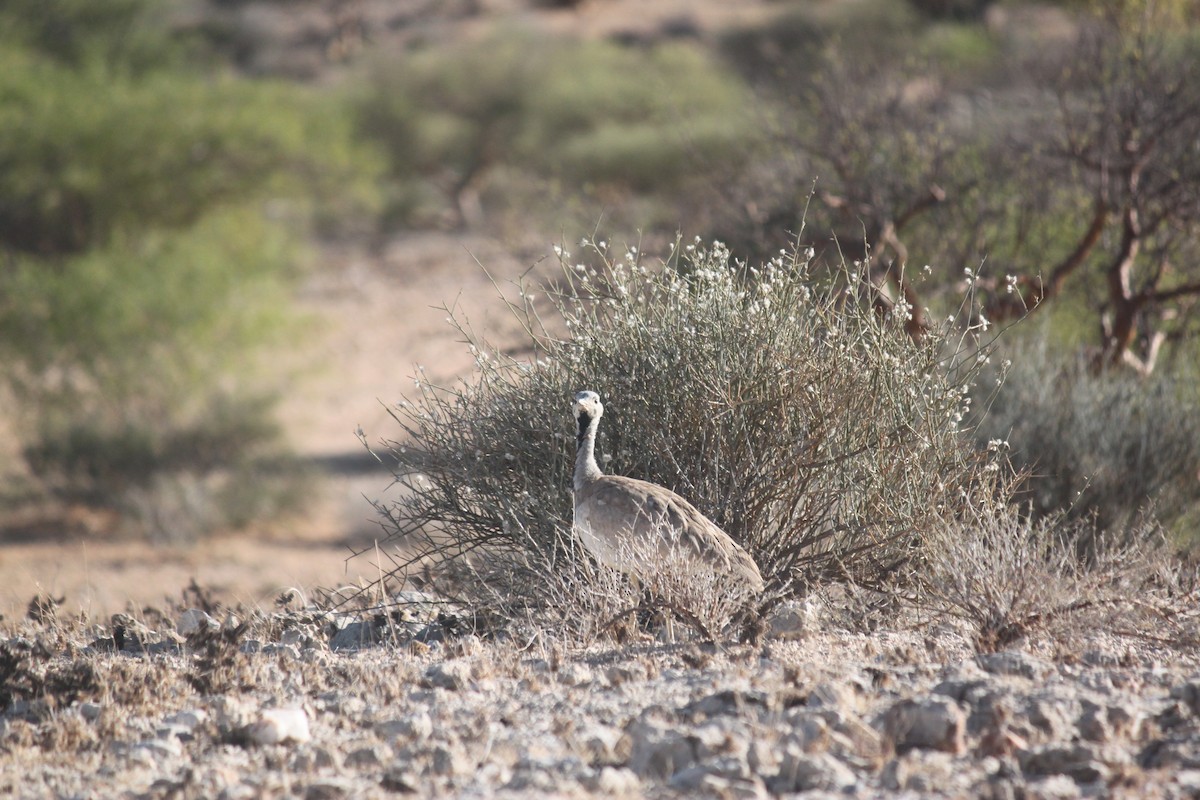 Rüppell's Bustard - ML643753735
