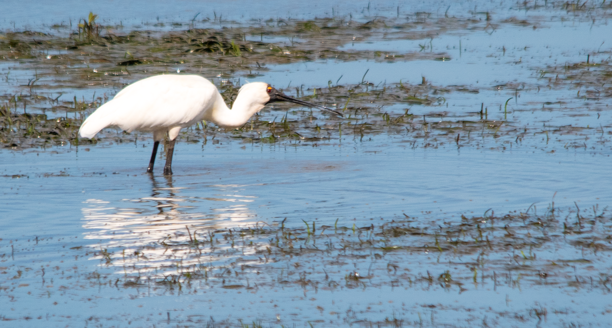 Royal Spoonbill - ML643753750