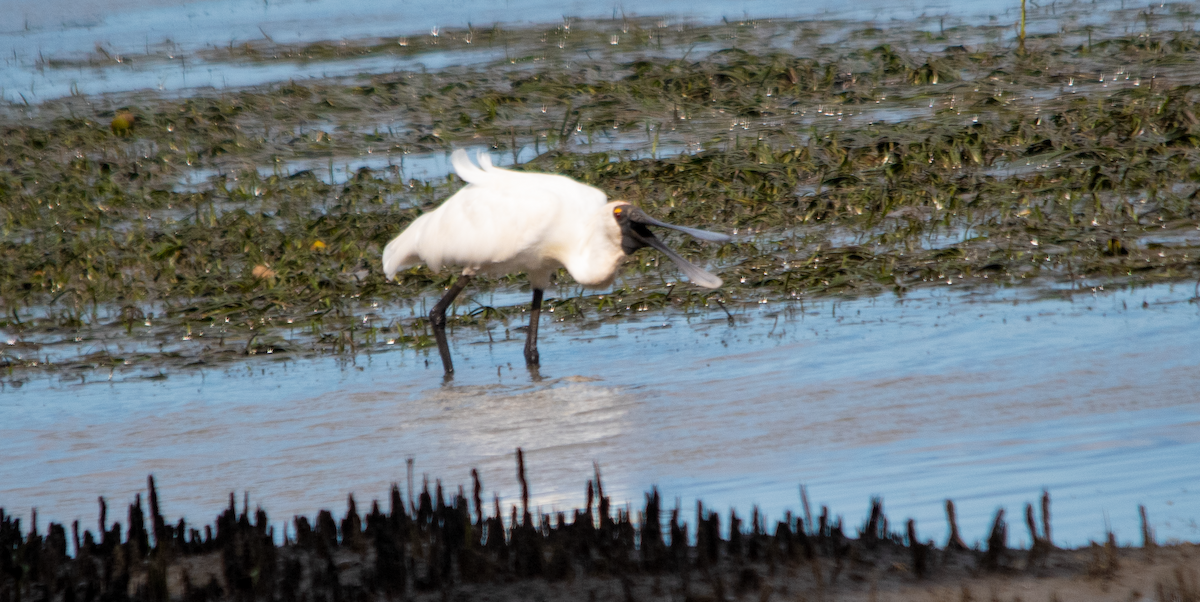 Royal Spoonbill - ML643753751