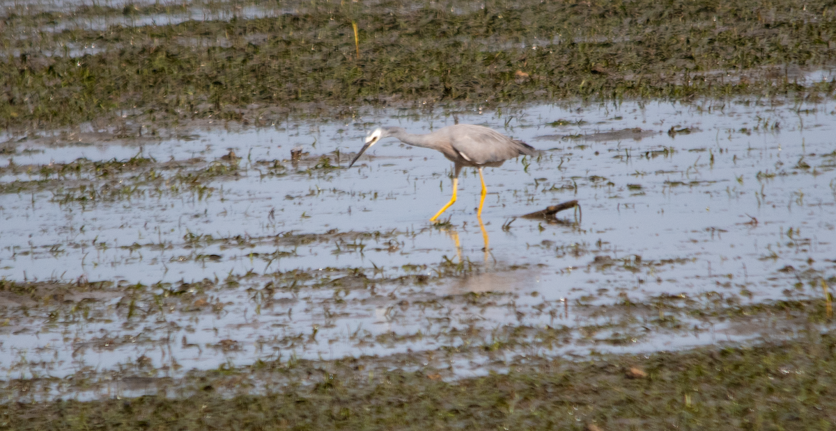 White-faced Heron - ML643753756
