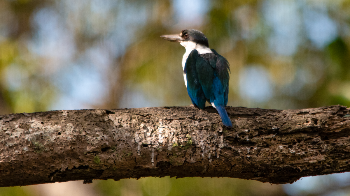 Torresian Kingfisher - ML643753771