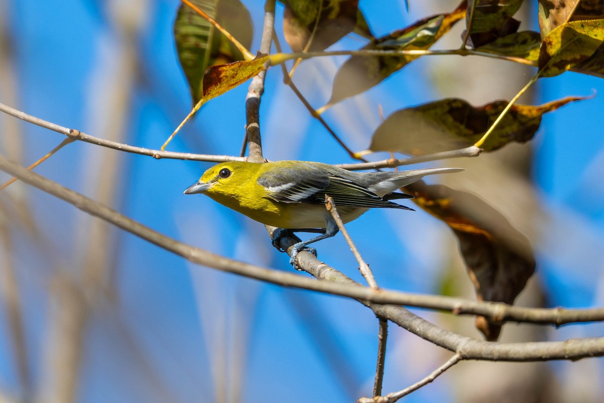 Yellow-throated Vireo - ML643753778