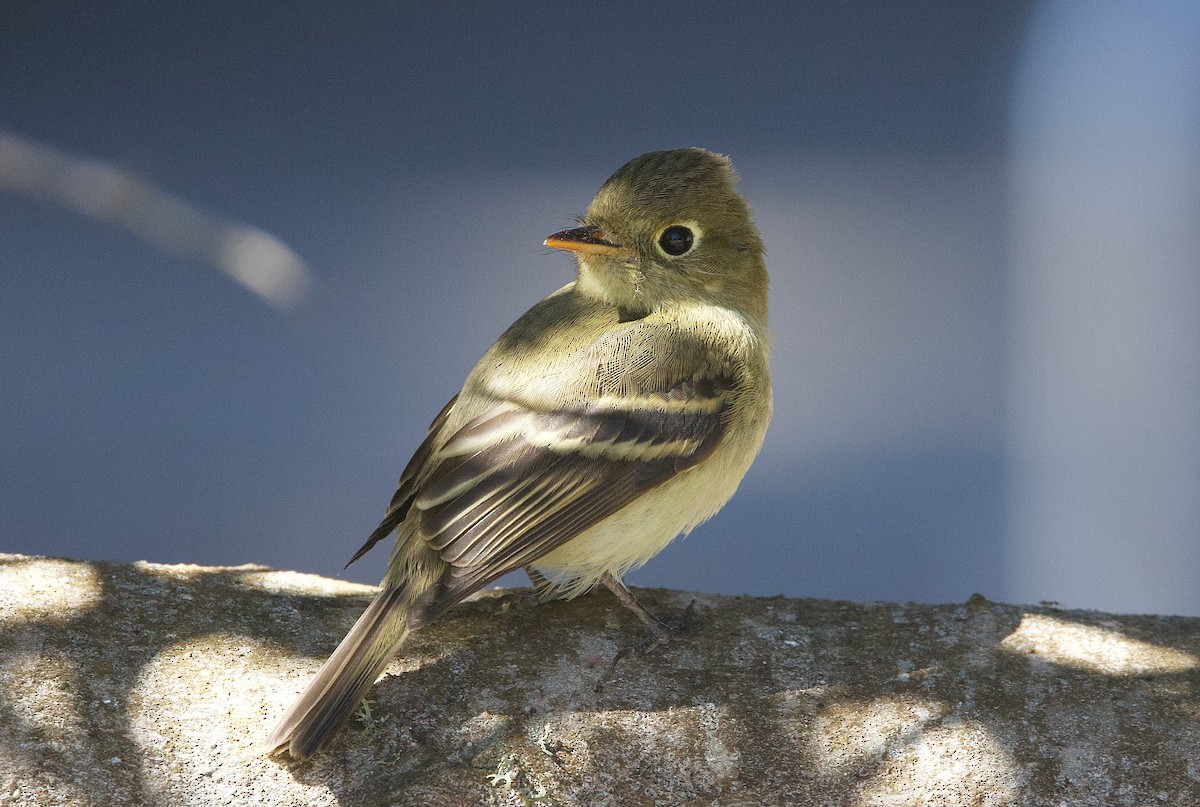Western Flycatcher - ML643753784