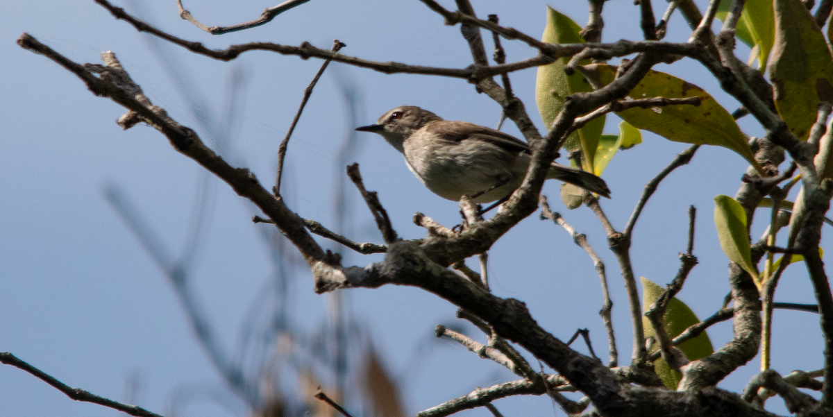 Mangrove Gerygone - ML643753785