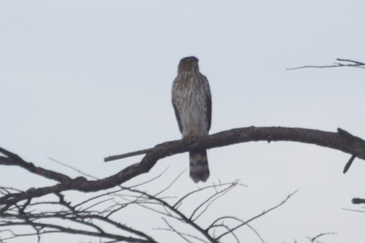 Cooper's Hawk - ML643753787