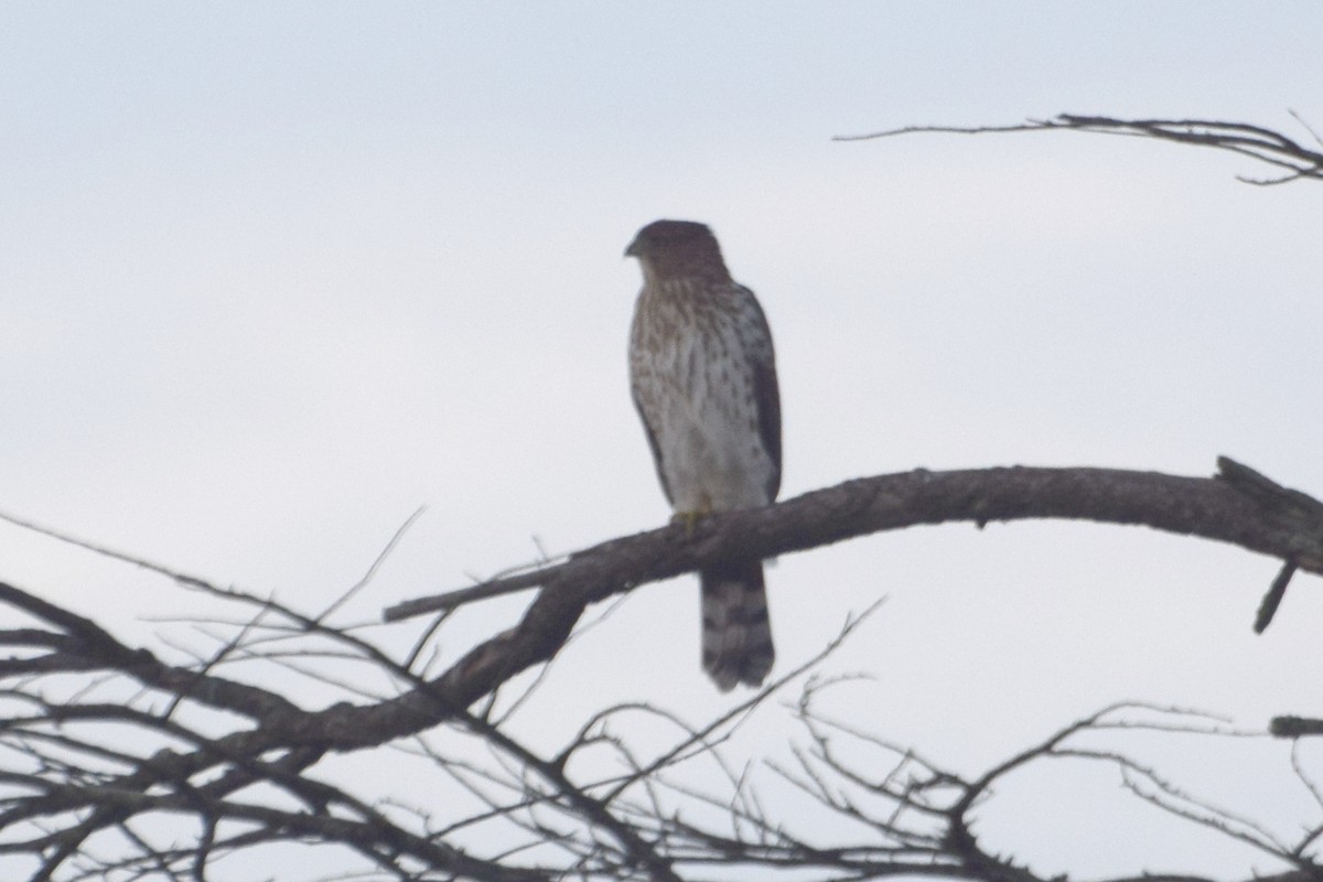 Cooper's Hawk - ML643753788