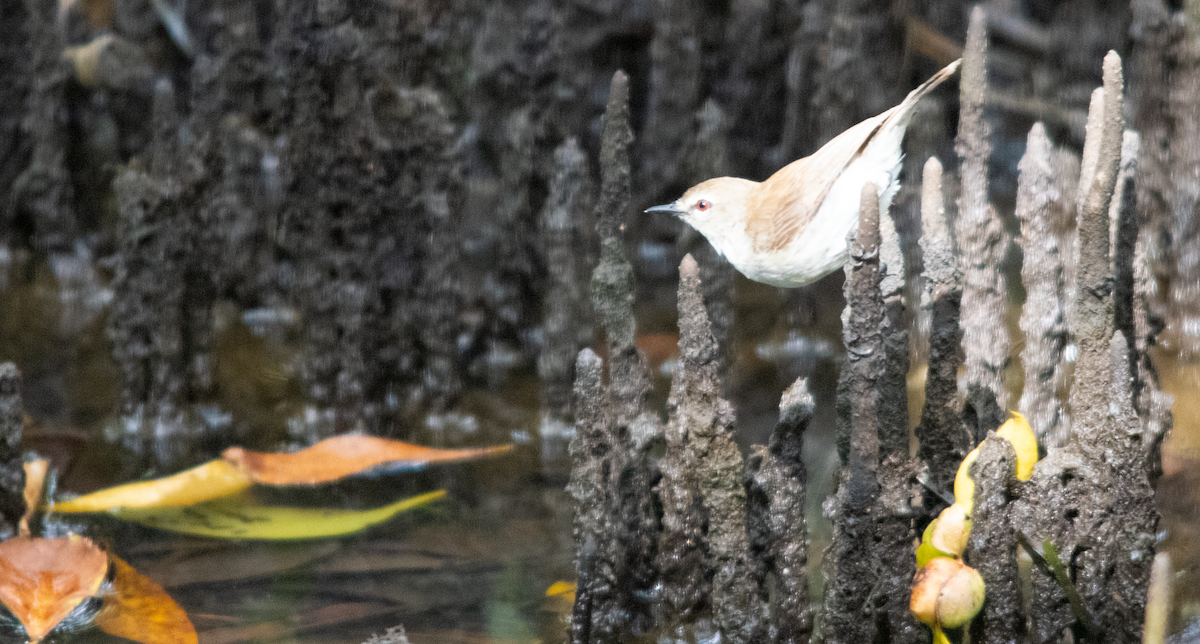 Mangrove Gerygone - ML643753789