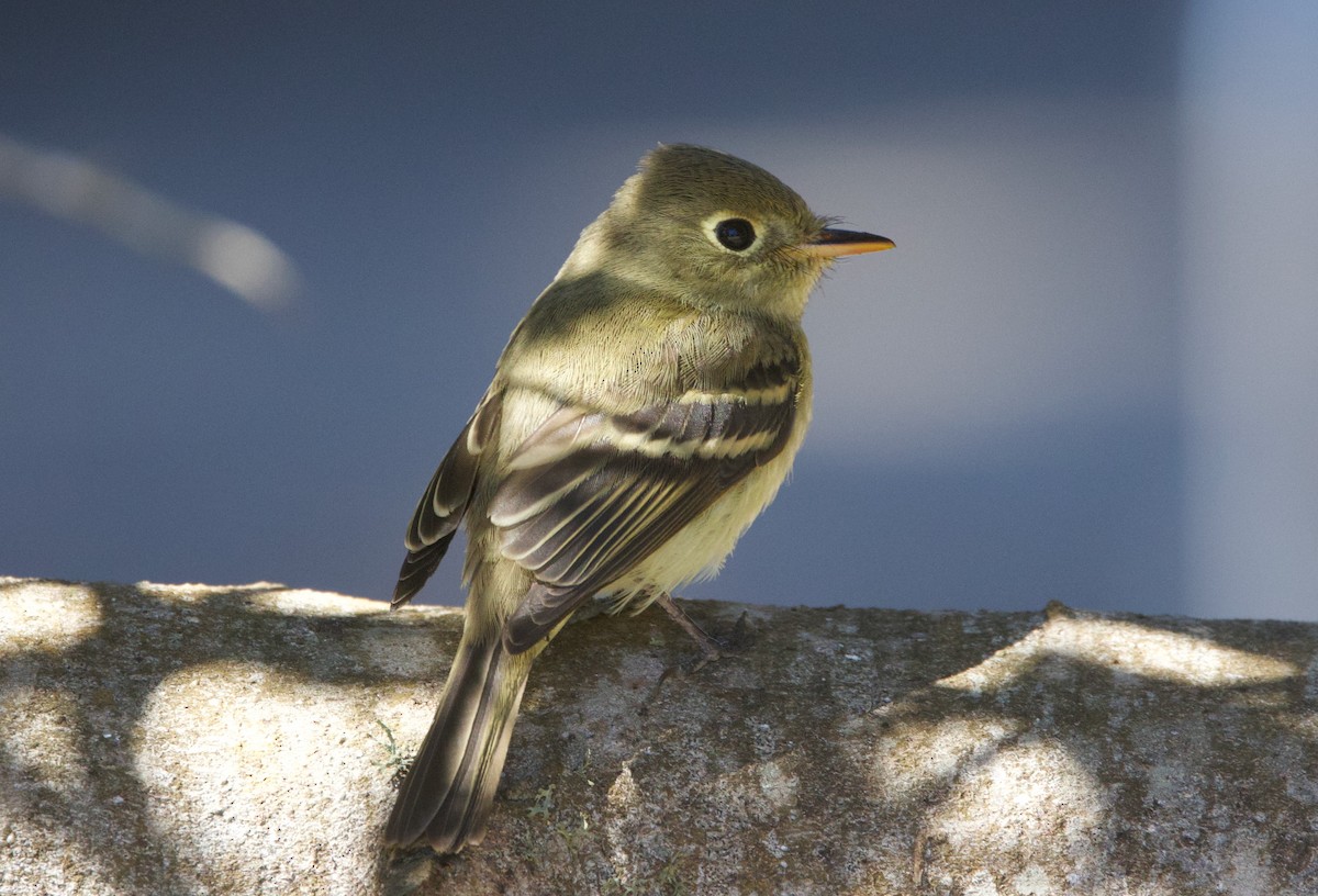 Western Flycatcher - ML643753790