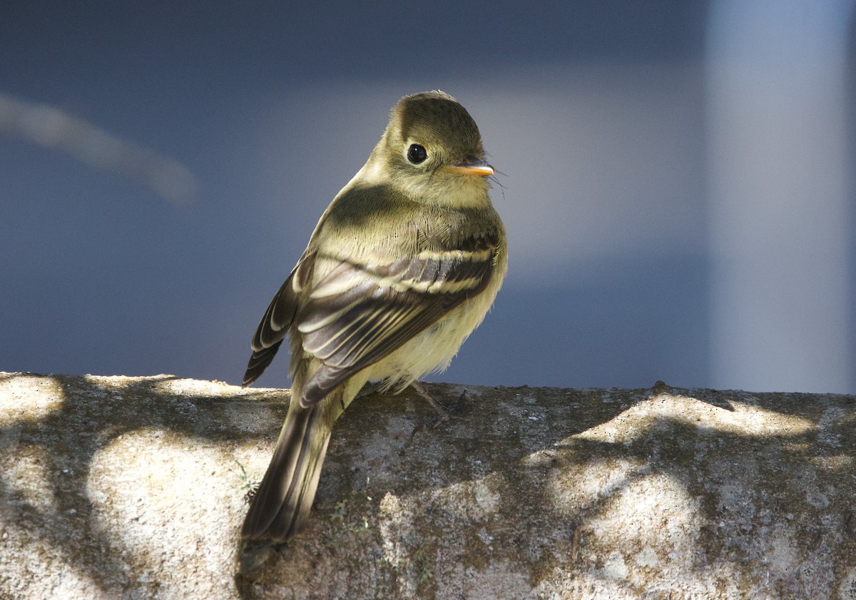 Western Flycatcher - ML643753793