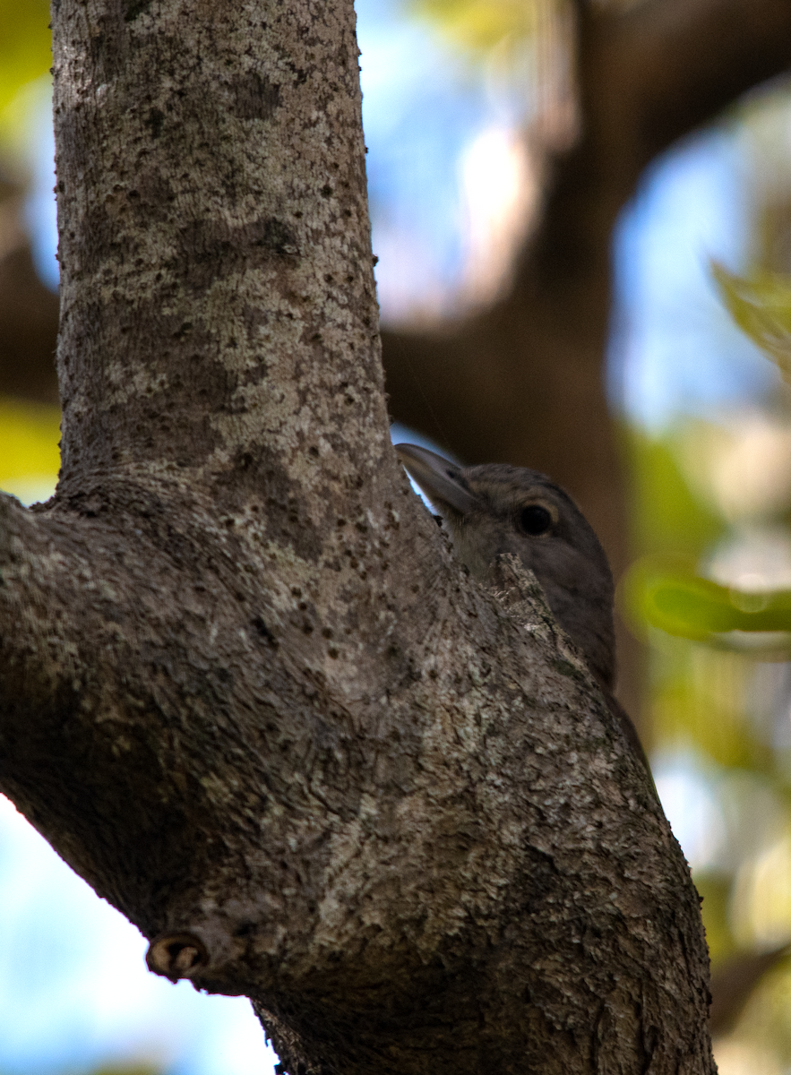 Gray Shrikethrush - ML643753803
