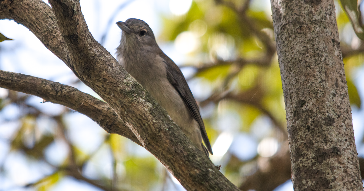 Gray Shrikethrush - ML643753804