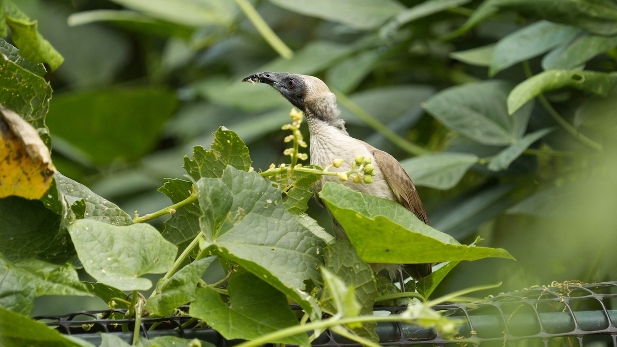 Helmeted Friarbird - ML643753807