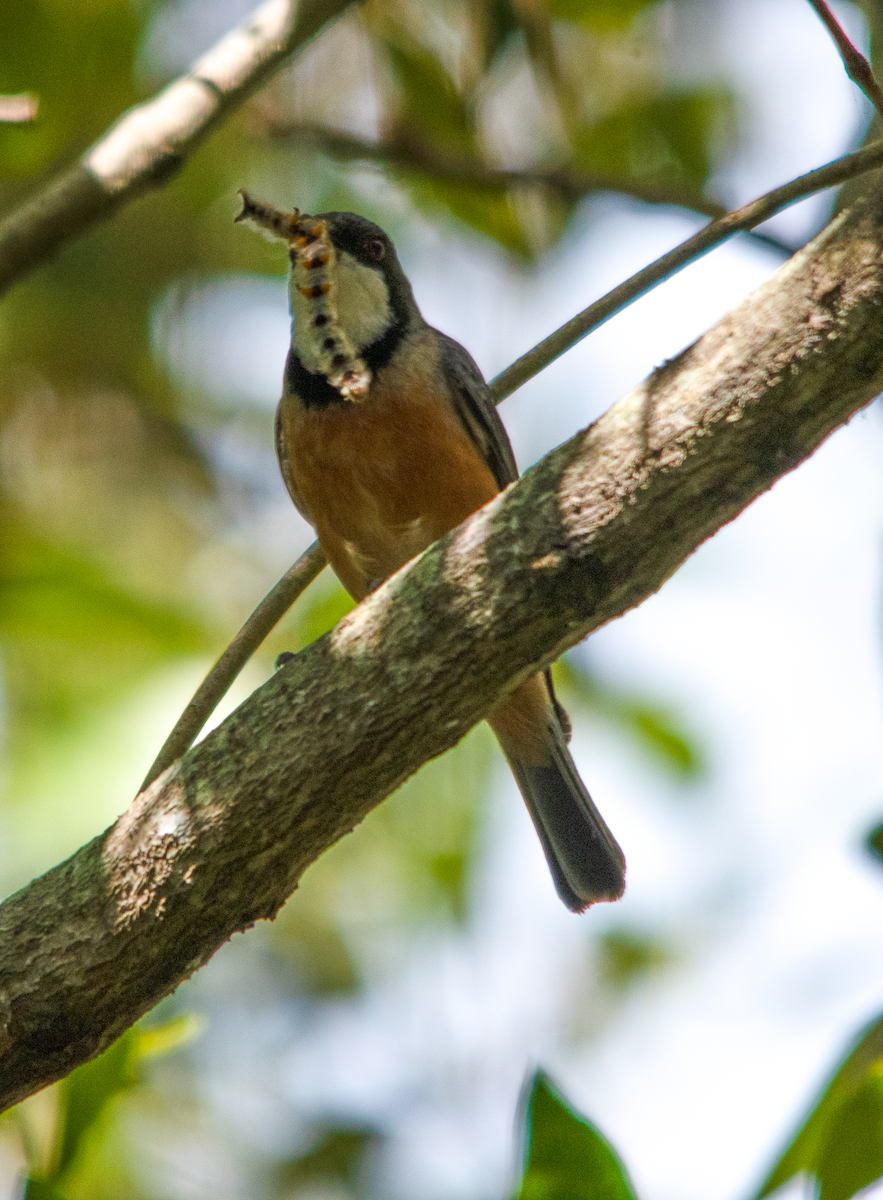 Rufous Whistler - ML643753810