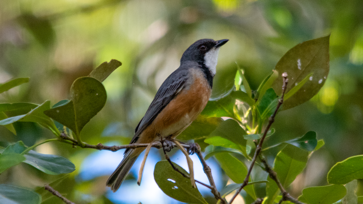 Rufous Whistler - ML643753811