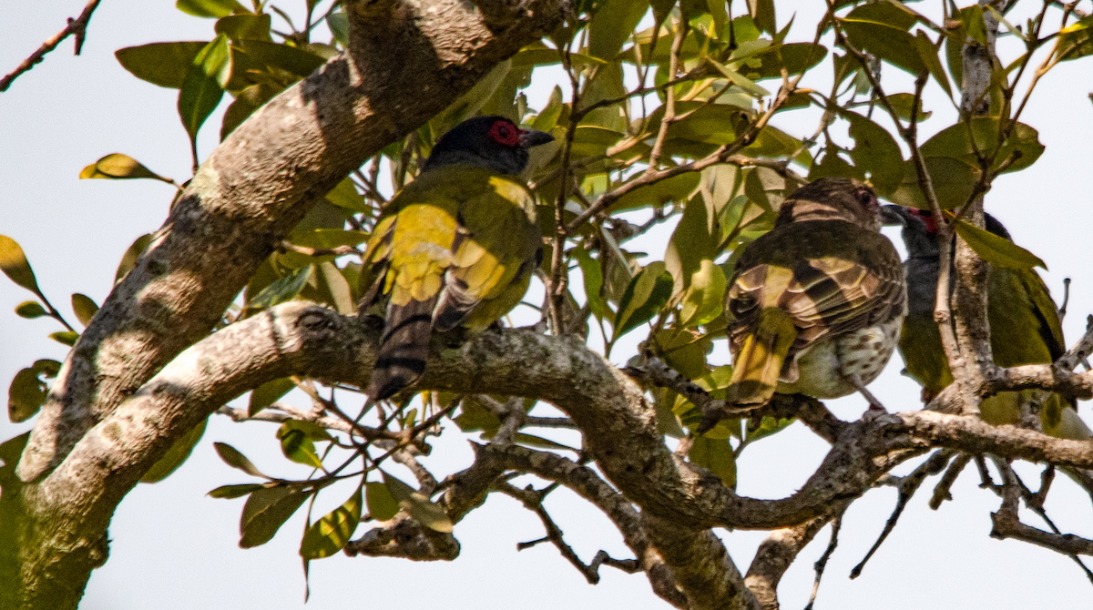 Australasian Figbird - ML643753821