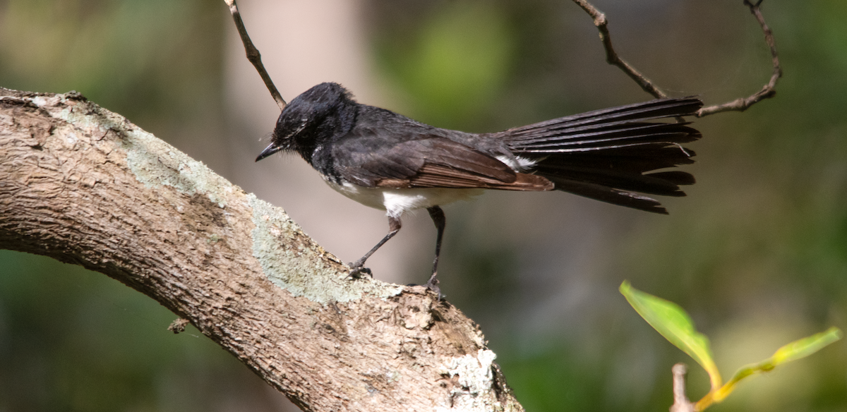 Willie-wagtail - ML643753827