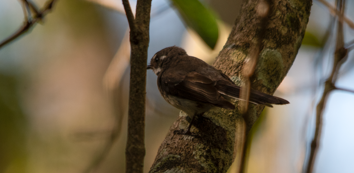 Gray Fantail - ML643753836