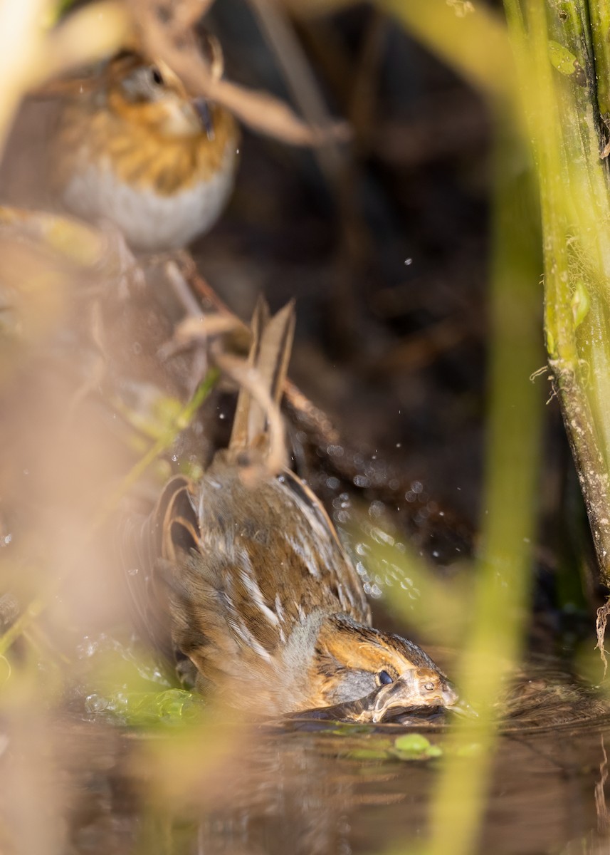 Nelson's Sparrow - ML643753839