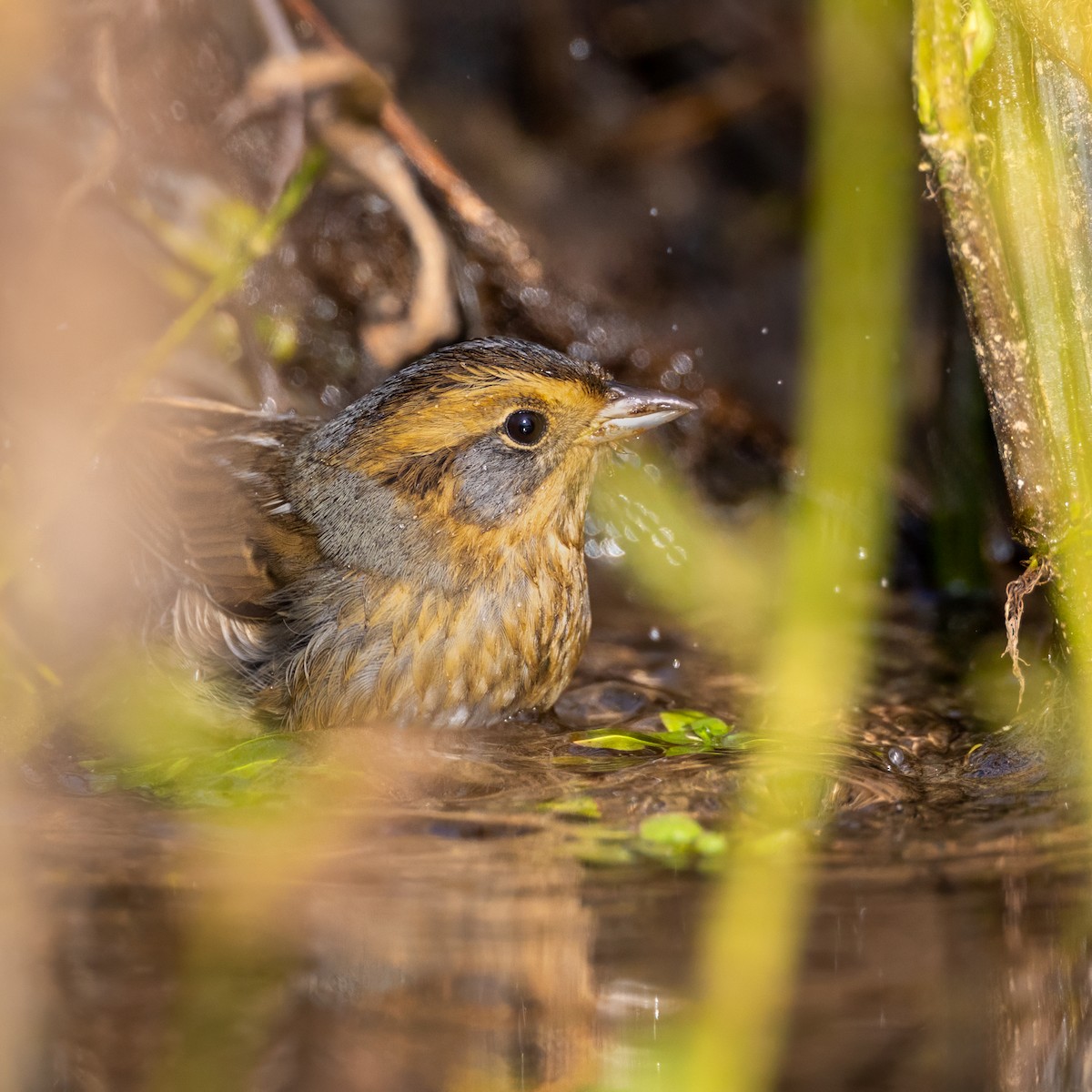 Nelson's Sparrow - ML643753842