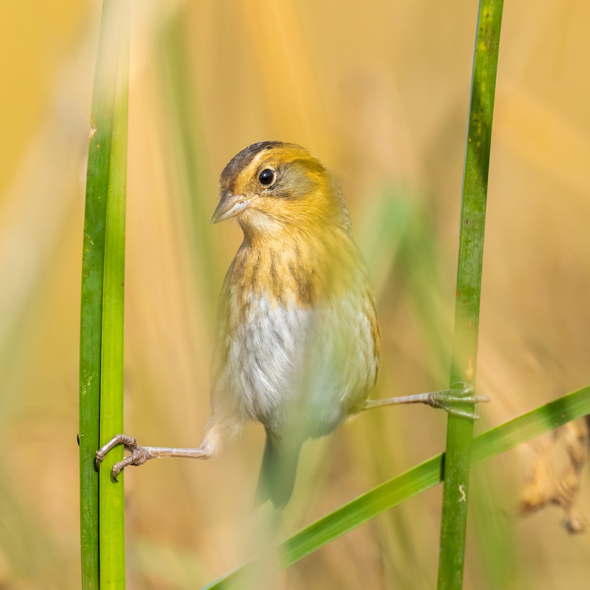 Nelson's Sparrow - ML643753849