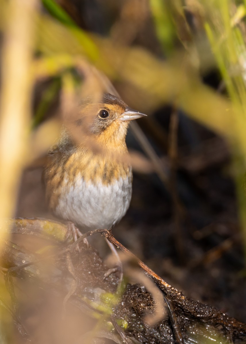 Nelson's Sparrow - ML643753850
