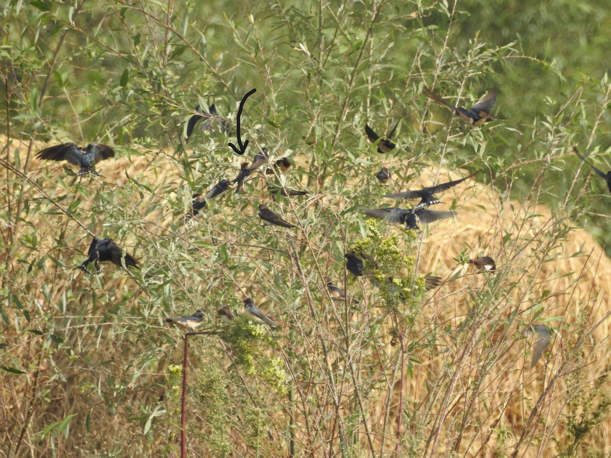Streak-throated Swallow - ML643753877