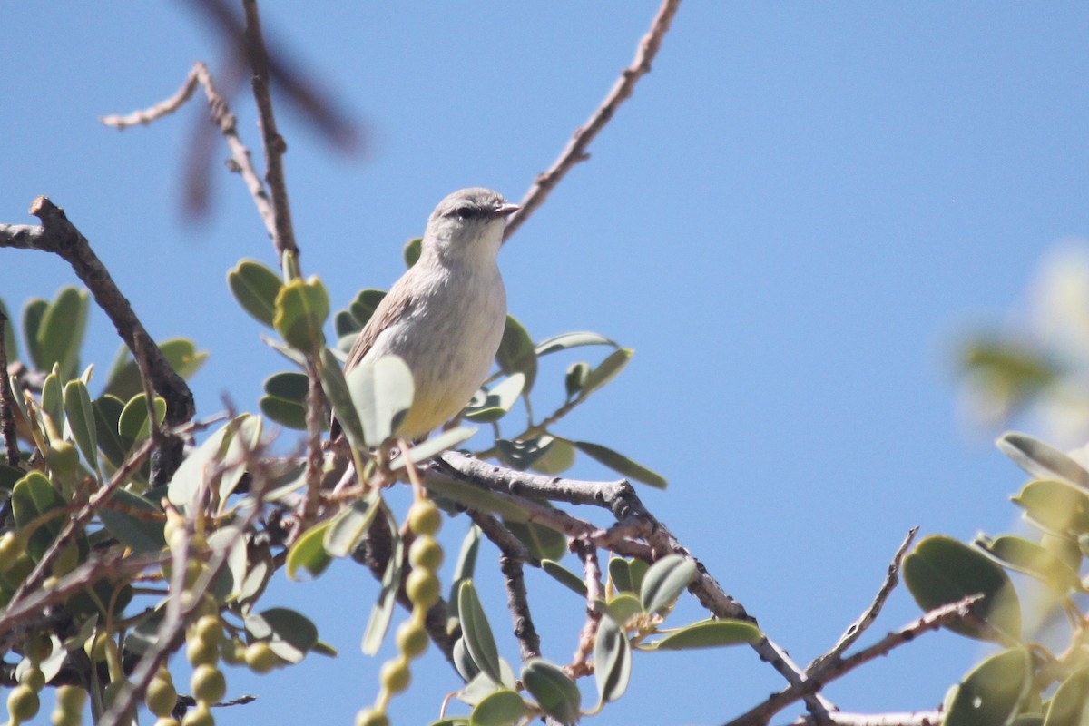 Yellow-bellied Eremomela (Yellow-bellied) - ML643753915
