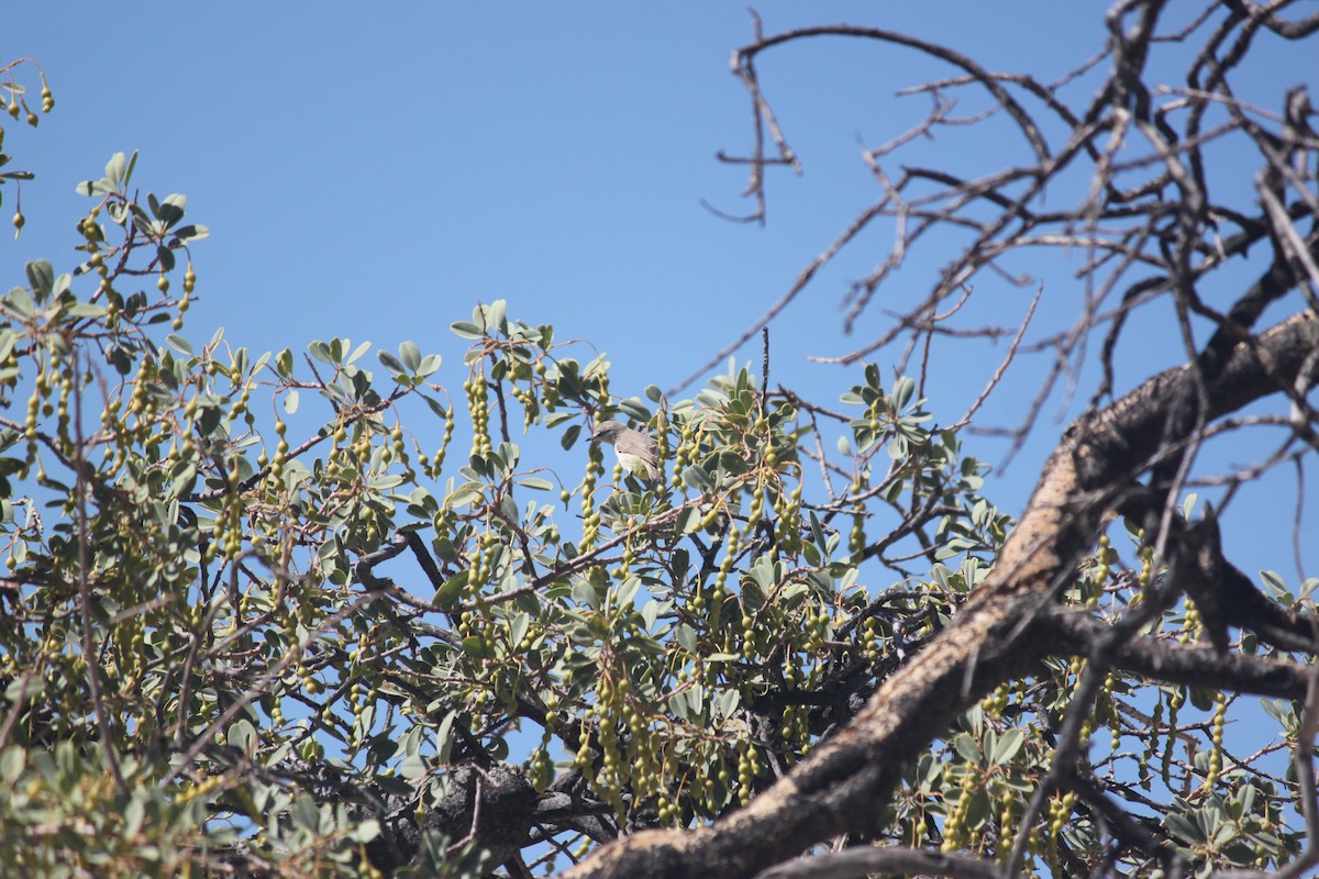 Yellow-bellied Eremomela (Yellow-bellied) - ML643753919