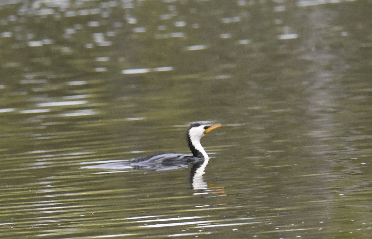 Little Pied Cormorant - ML643753920