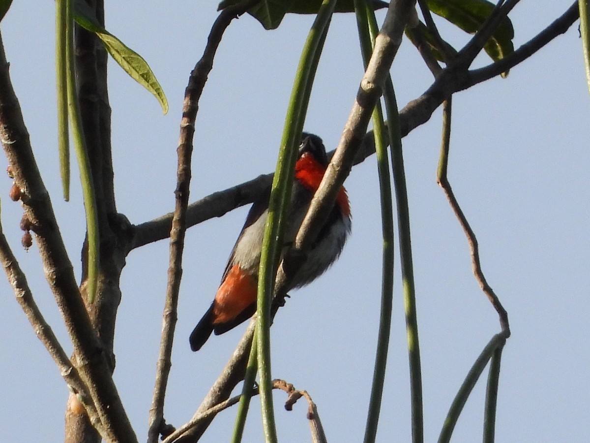 Picaflores Golondrina - ML643753934