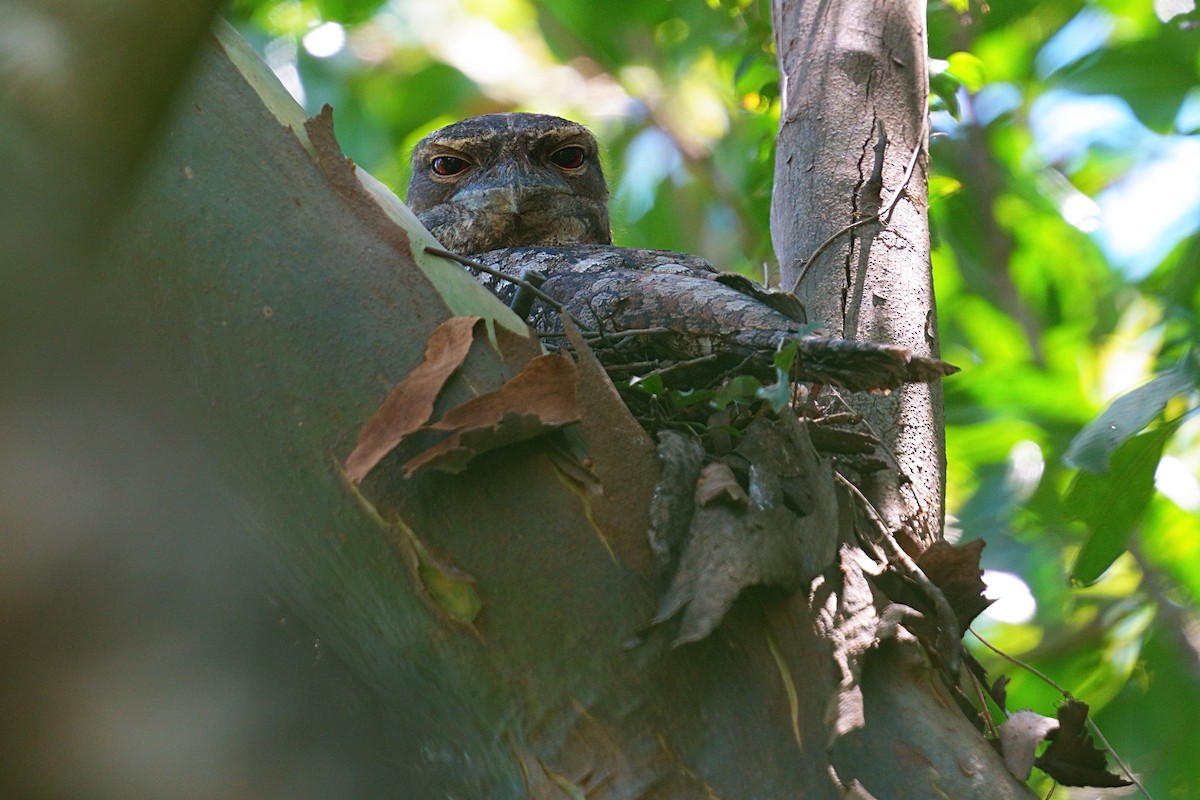 Papuan Frogmouth - ML643753936