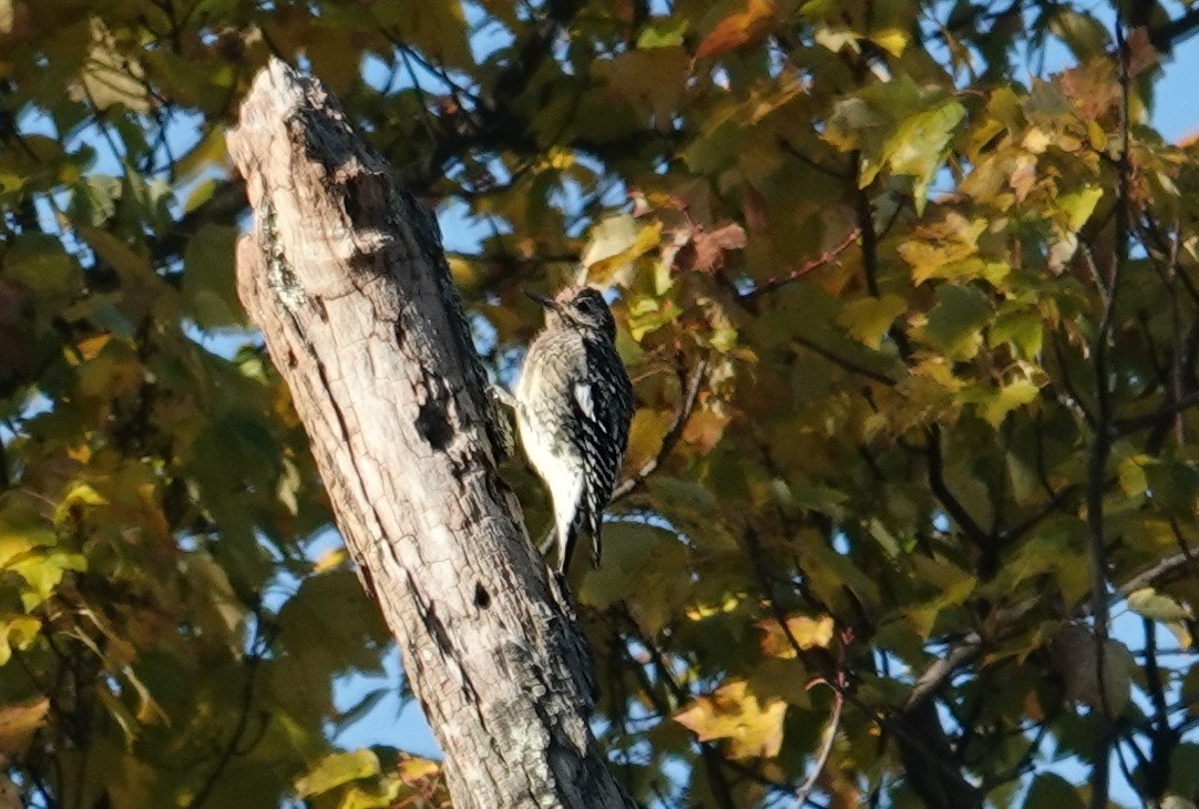 Yellow-bellied Sapsucker - ML643753943