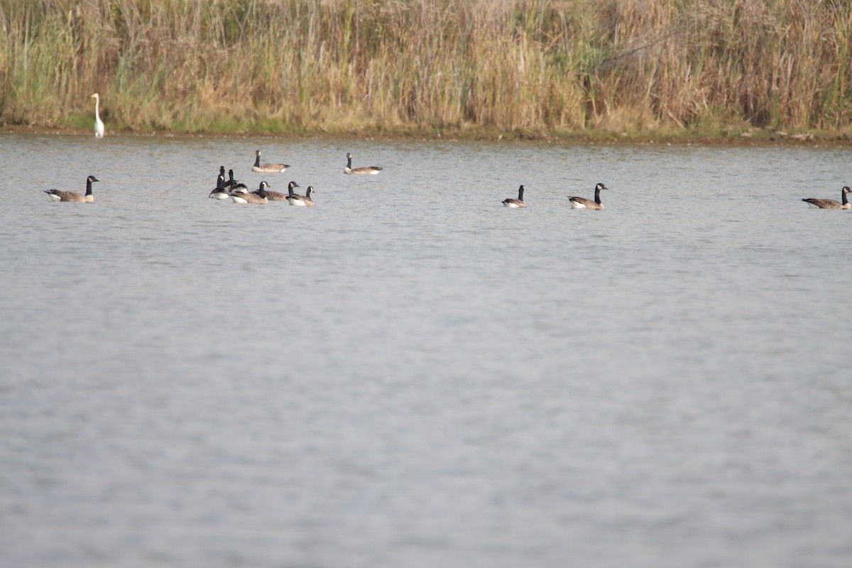 Branta kanadar handia - ML643753947