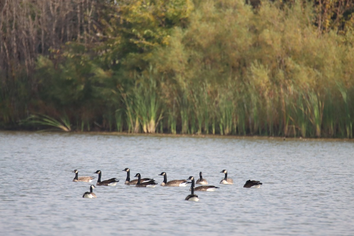 Branta kanadar handia - ML643753948